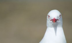 Mouette