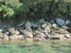 bateau-taxi-la-fin-de-abel-tasman-track