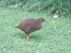 weka-heaphy-track