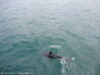 dusky-dolphins-kaikoura