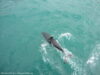 dusky-dolphins-kaikoura