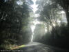 en-route-vers-milford-sound