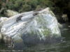 milford-sound-en-bateau