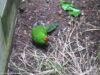 rainbow-springs-kiwi-wildlife-park-rotorua