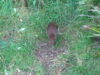 rainbow-springs-kiwi-wildlife-park-rotorua