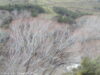 taieri-gorge-en-train